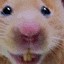 Аватары QIP (64x64) животные